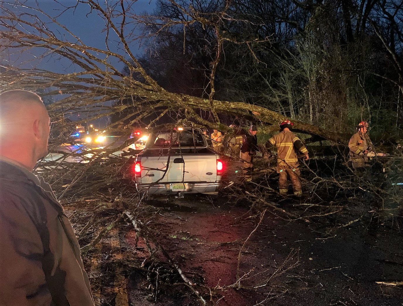 Second Street tree 01.jpg